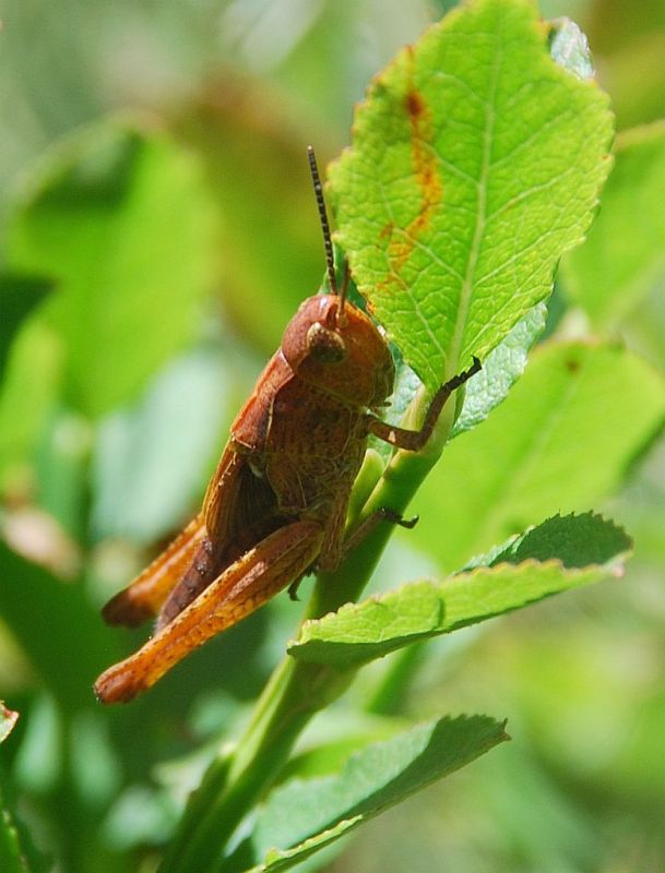 Identificazione. Graziee!!!