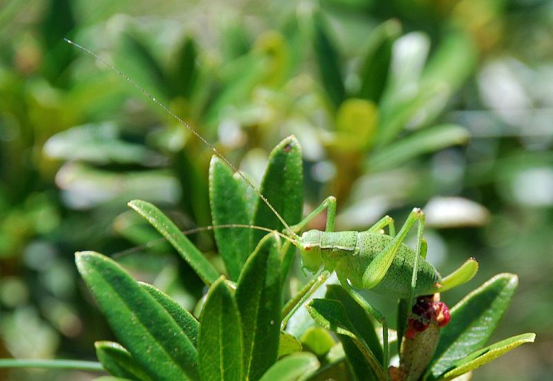 Identificazione. Graziee!!!