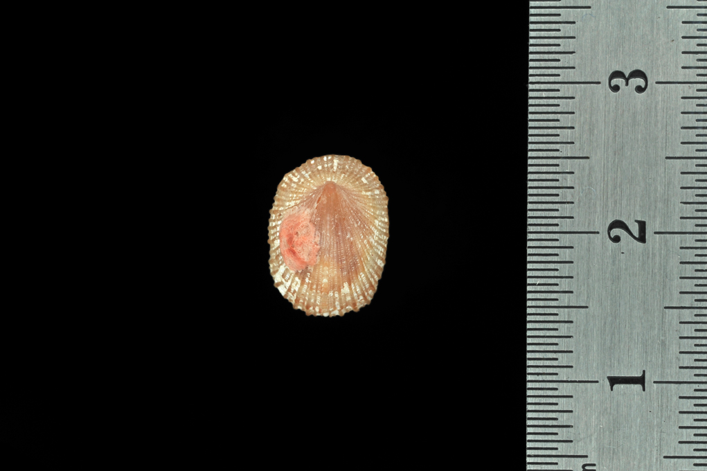 Quale emarginula? = Emarginula sicula