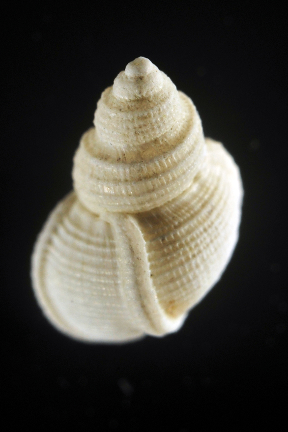 Alvania carinata