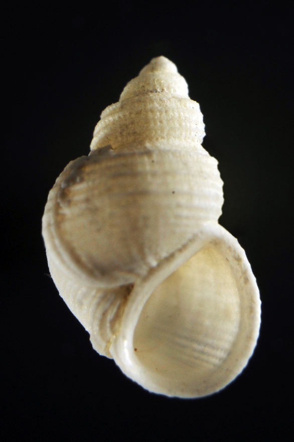 Alvania carinata