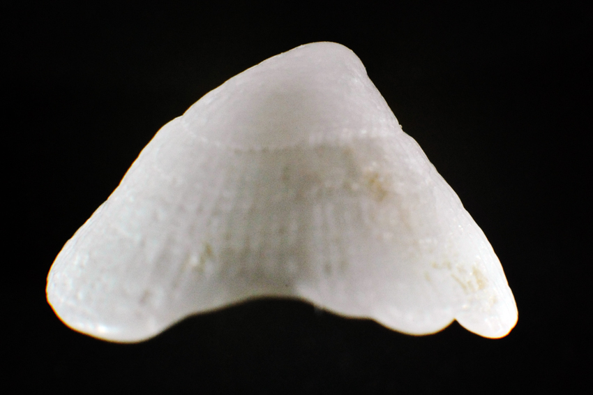 Emarginula sp.?