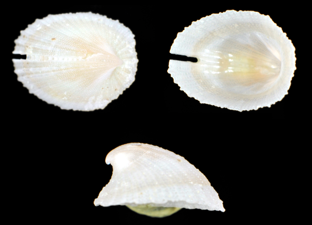 Emarginula Adriatica ed Octaviana