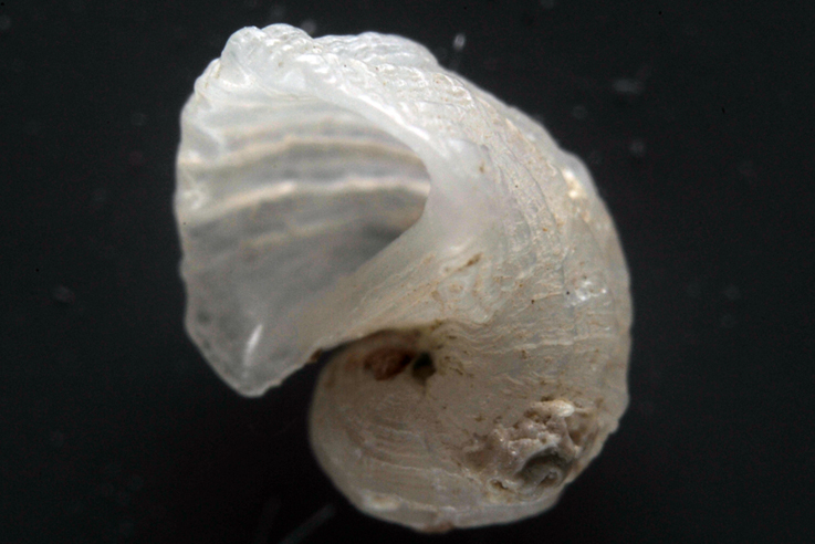 Clathrella clathrata
