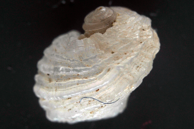 Clathrella clathrata