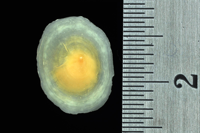 Umbraculum mediterraneum