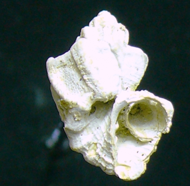 Cancellaridae