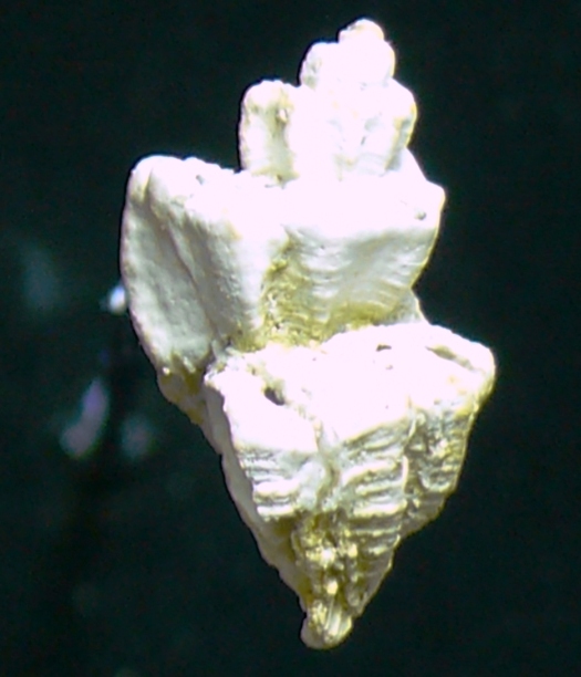 Cancellaridae