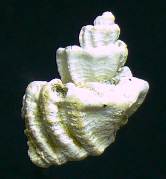 Cancellaridae