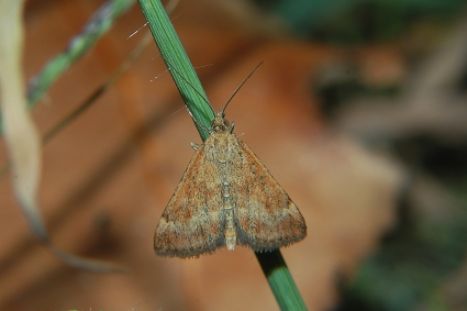 Aiuto ID3