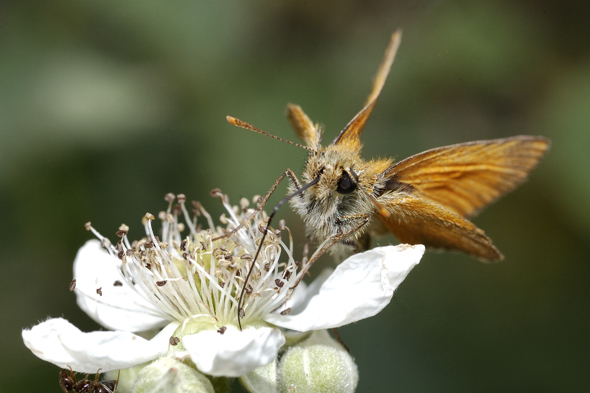 Thymelicus ??