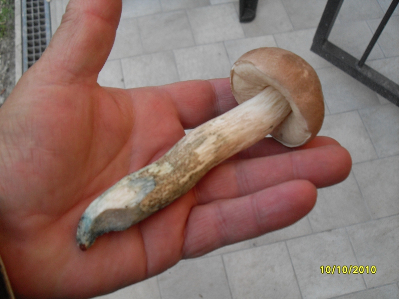 un boletus scaber o quasi