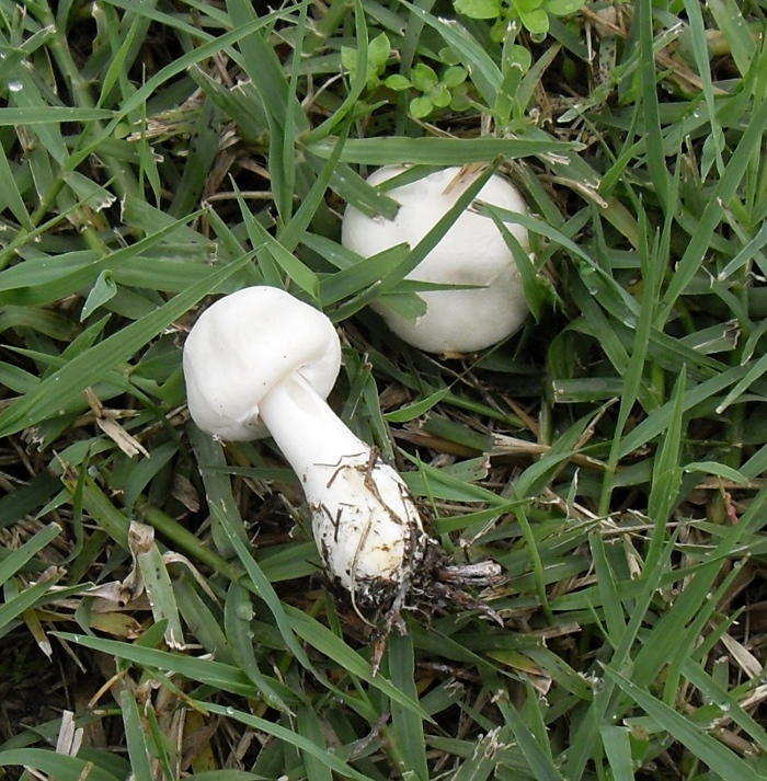 nel prato di casa mia