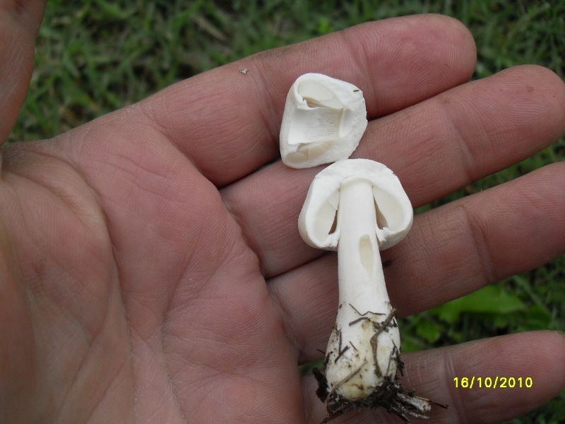 nel prato di casa mia