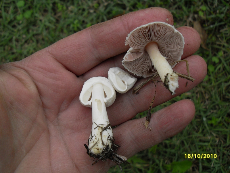 nel prato di casa mia