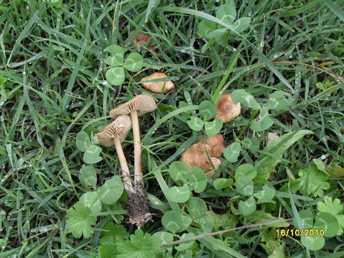 nel prato di casa mia