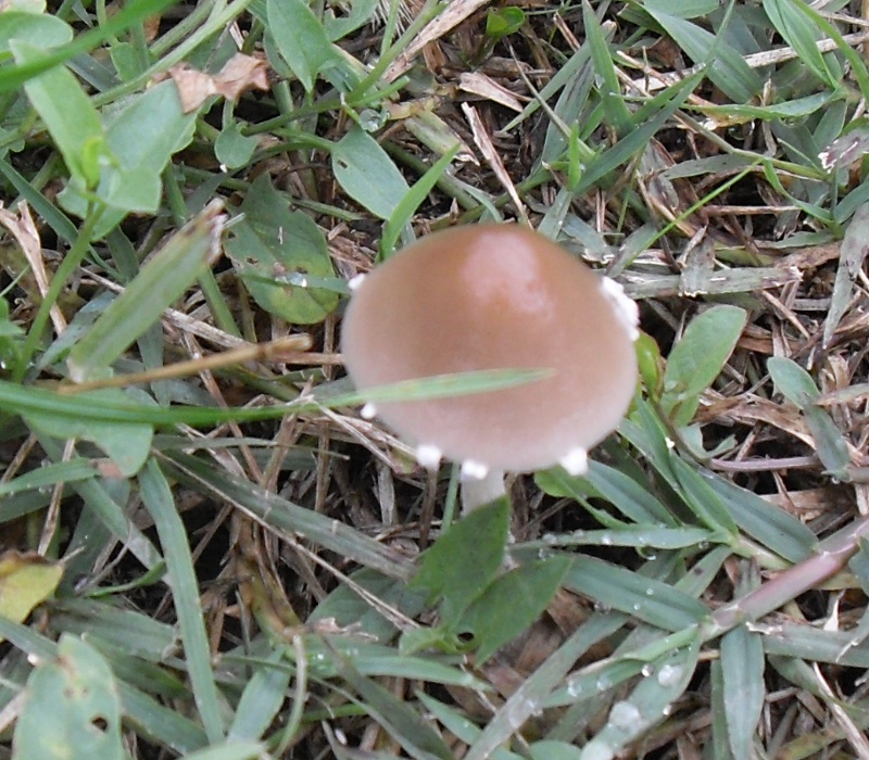 nel prato di casa mia