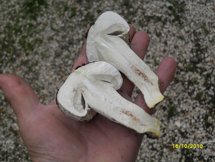 nel prato di casa mia