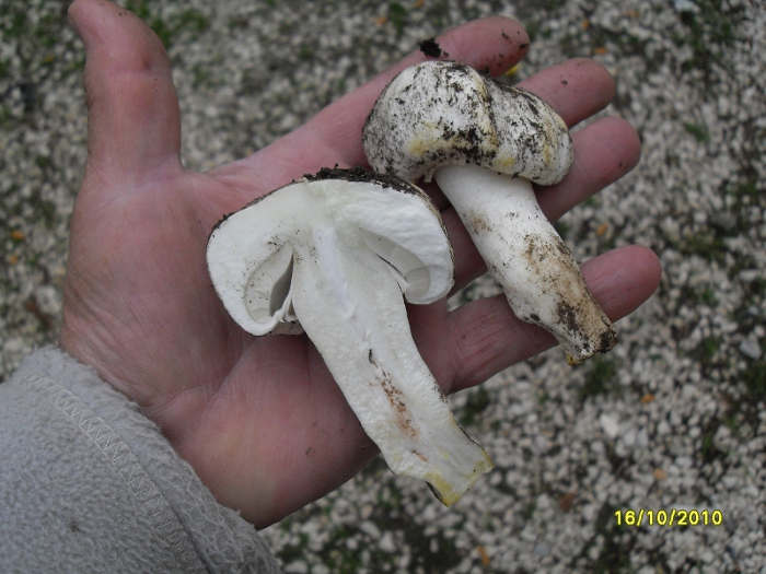 nel prato di casa mia