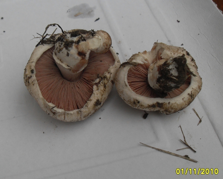 chiedo conferma x armillariella mellea