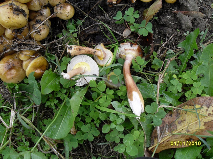 chiedo conferma x armillariella mellea