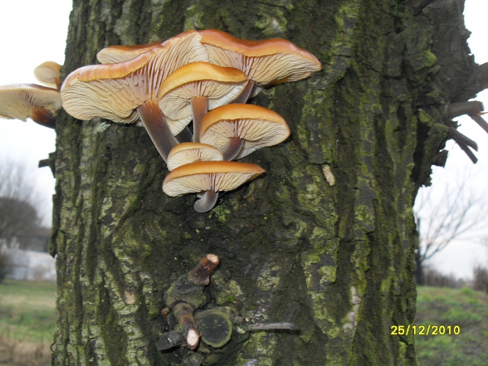 funghi a natale...... auguri a tutti