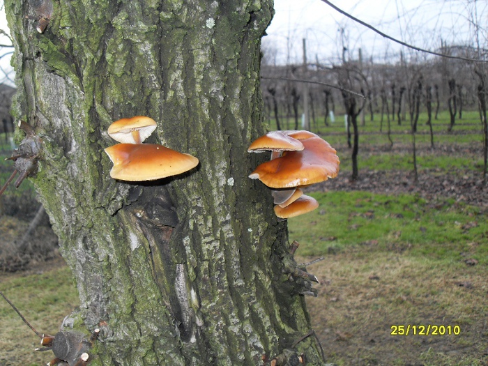 funghi a natale...... auguri a tutti