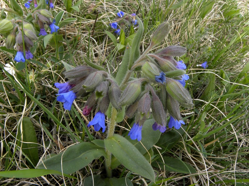 Pulmonaria