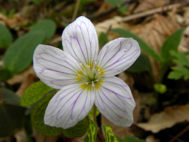 Oxalis da identificare.