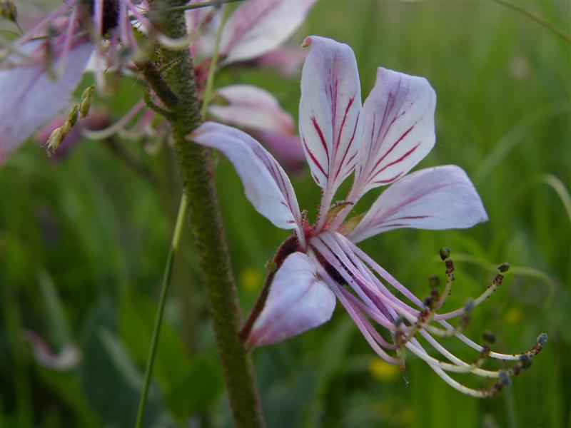fiore rosa - Dictamnus albus