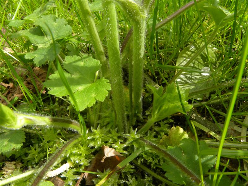 Ranunculus lanuginosus / Ranuncolo lanuto