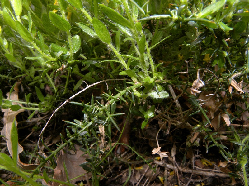 Cytisus scoparius e Genista germanica
