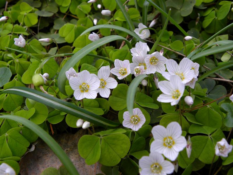 Oxalis da identificare.