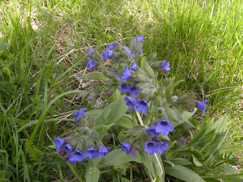 Pulmonaria