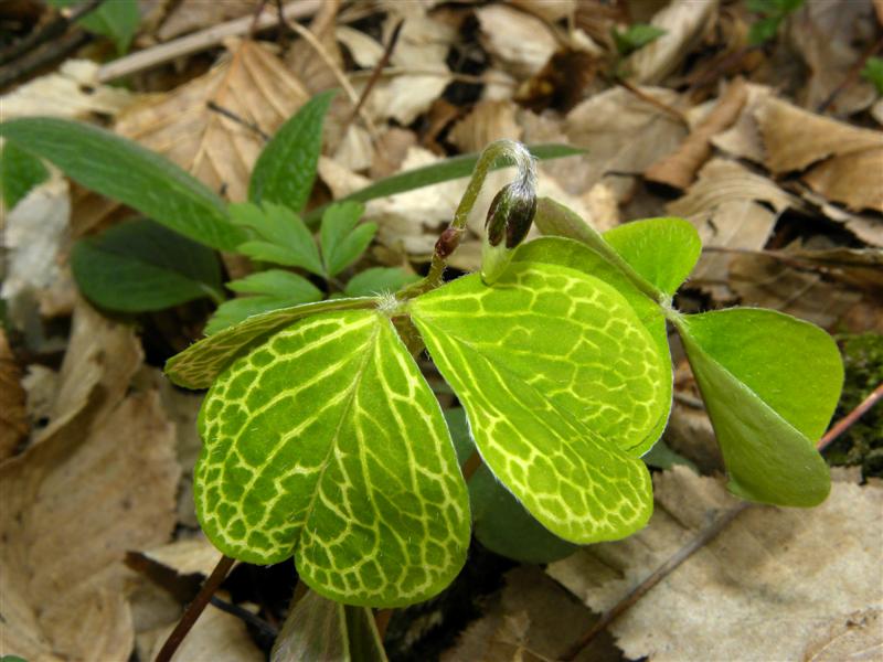Oxalis da identificare.