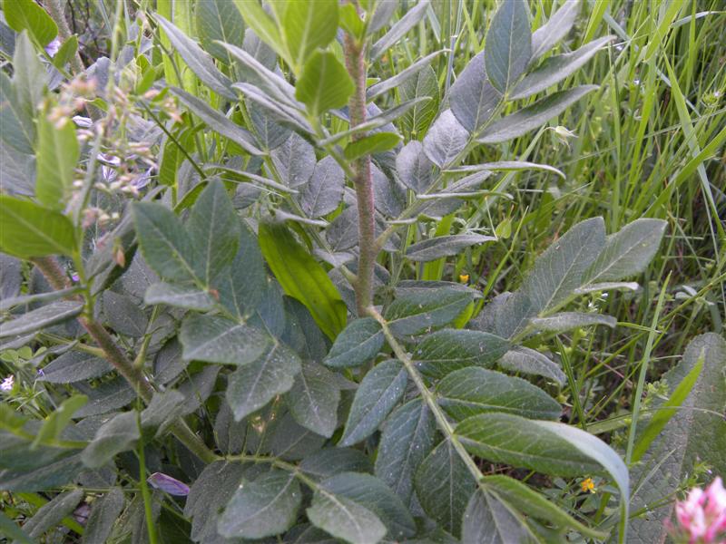 fiore rosa - Dictamnus albus