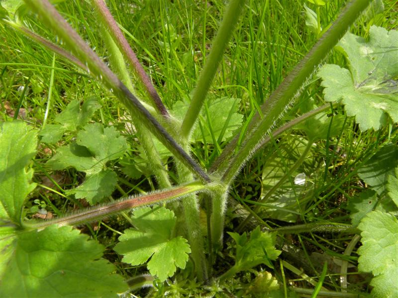 Ranunculus lanuginosus / Ranuncolo lanuto