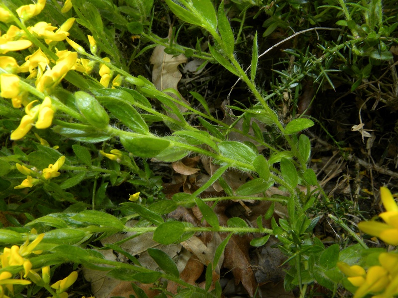 Cytisus scoparius e Genista germanica