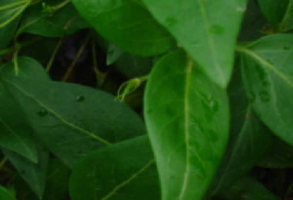 Vinca maior