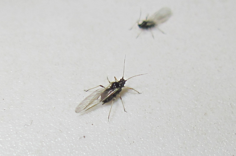 Minuscoli moscerini (Aphididae alati)