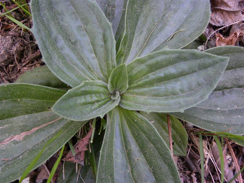 Cos''� un Verbascum nigrum?