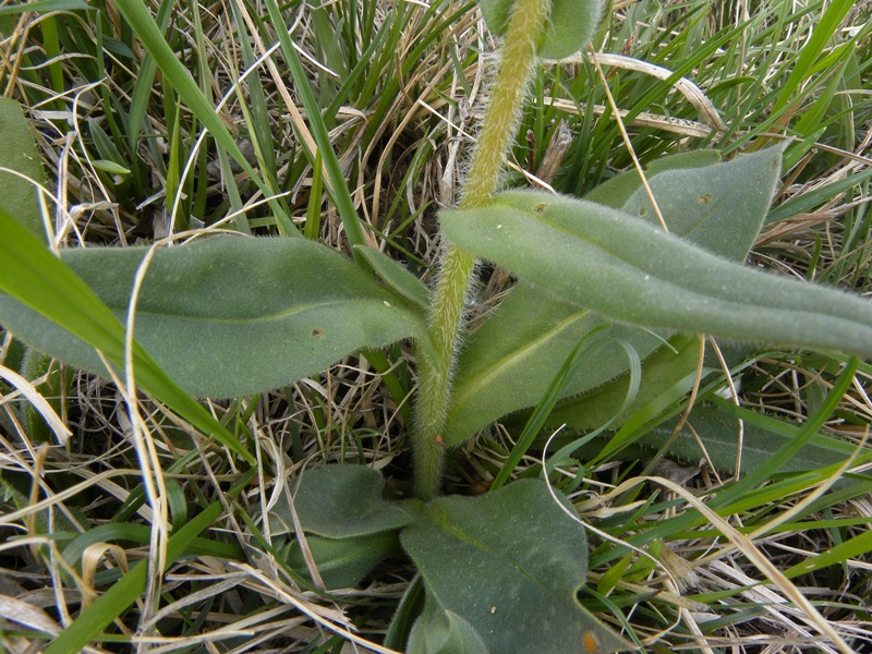 Pulmonaria