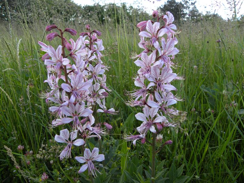 fiore rosa - Dictamnus albus