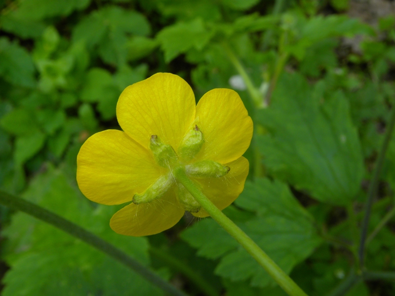 Ranunculus lanuginosus / Ranuncolo lanuto