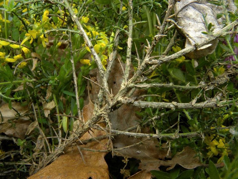 Cytisus scoparius e Genista germanica