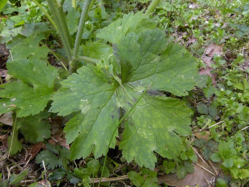 Ranunculus lanuginosus / Ranuncolo lanuto