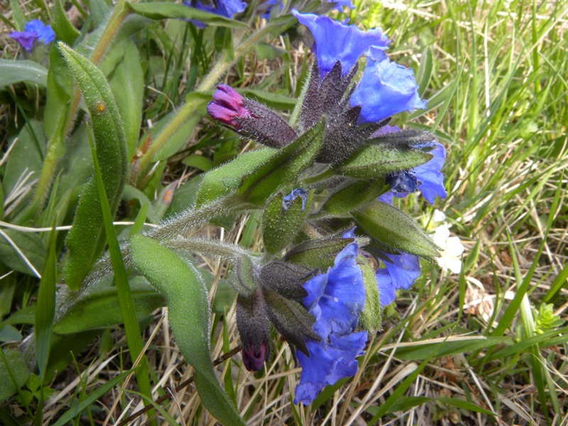 Pulmonaria