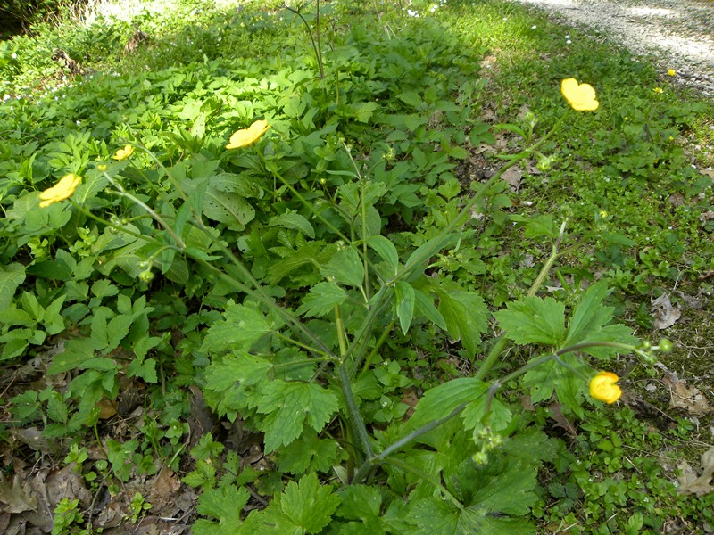 Ranunculus lanuginosus / Ranuncolo lanuto