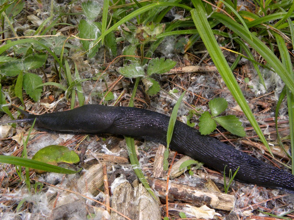 Limax cinereoniger da Cividale del Friuli (UD)