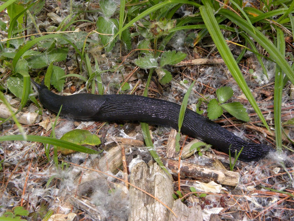 Limax cinereoniger da Cividale del Friuli (UD)